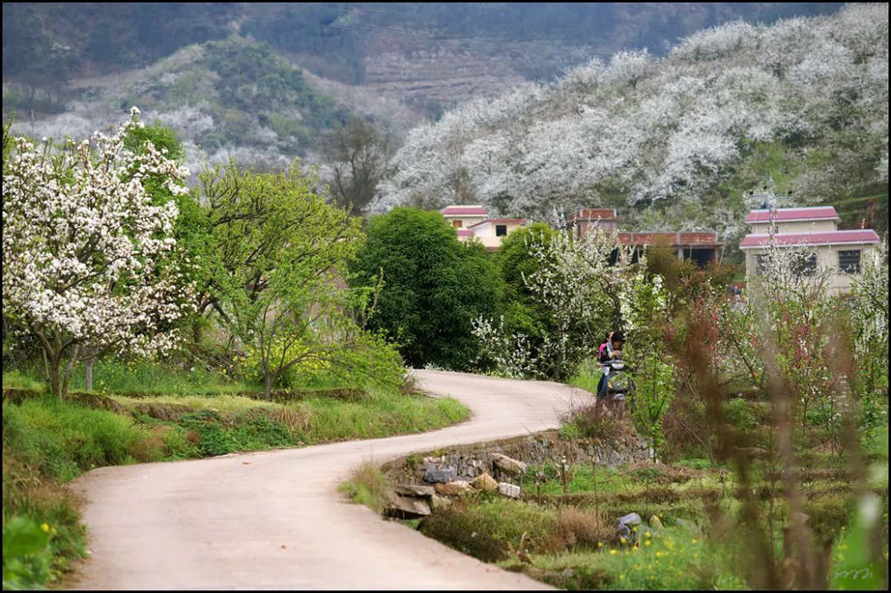 【春天，广西桂林灌阳县向您发出邀请！】我们在灌阳看梨花 - 游山玩水 - 焦作生活社区 - 焦作28生活网 jiaozuo.28life.com