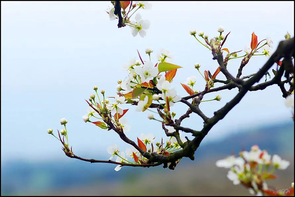 【春天，广西桂林灌阳县向您发出邀请！】我们在灌阳看梨花 - 游山玩水 - 焦作生活社区 - 焦作28生活网 jiaozuo.28life.com