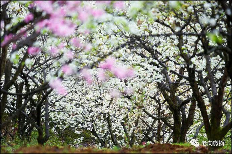 【春天，广西桂林灌阳县向您发出邀请！】我们在灌阳看梨花 - 游山玩水 - 焦作生活社区 - 焦作28生活网 jiaozuo.28life.com