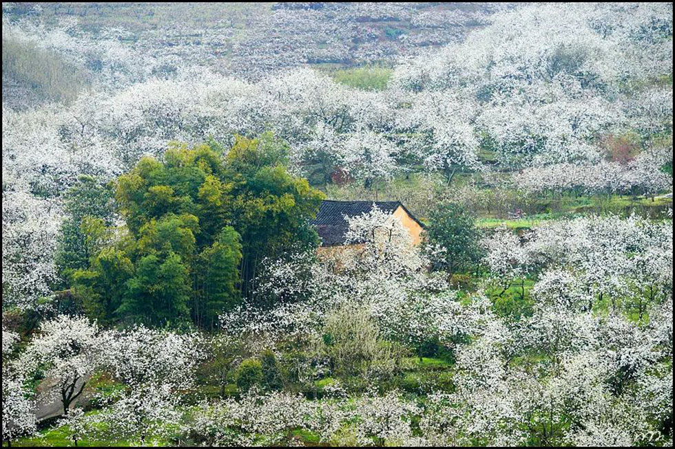【春天，广西桂林灌阳县向您发出邀请！】我们在灌阳看梨花 - 游山玩水 - 焦作生活社区 - 焦作28生活网 jiaozuo.28life.com