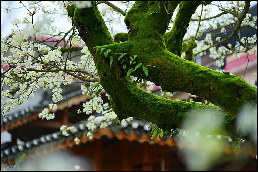 【春天，广西桂林灌阳县向您发出邀请！】我们在灌阳看梨花 - 游山玩水 - 焦作生活社区 - 焦作28生活网 jiaozuo.28life.com