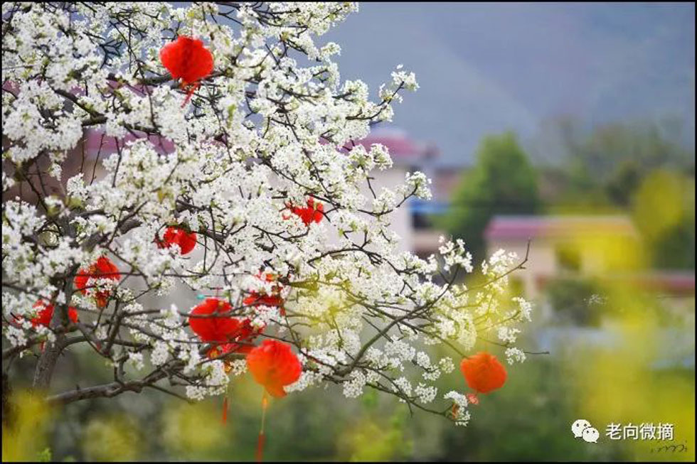 【春天，广西桂林灌阳县向您发出邀请！】我们在灌阳看梨花 - 游山玩水 - 焦作生活社区 - 焦作28生活网 jiaozuo.28life.com