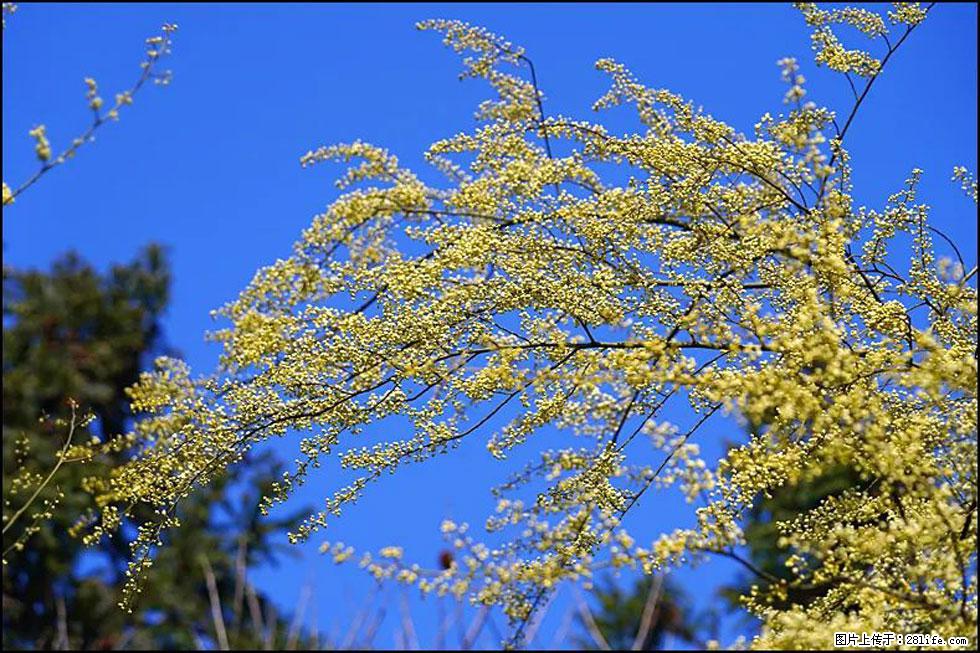【春天，广西桂林灌阳县向您发出邀请！】米珠山前有片山苍子花在飘香 - 游山玩水 - 焦作生活社区 - 焦作28生活网 jiaozuo.28life.com