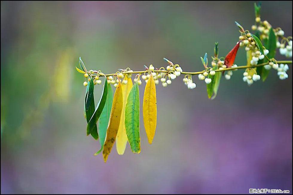 【春天，广西桂林灌阳县向您发出邀请！】米珠山前有片山苍子花在飘香 - 游山玩水 - 焦作生活社区 - 焦作28生活网 jiaozuo.28life.com