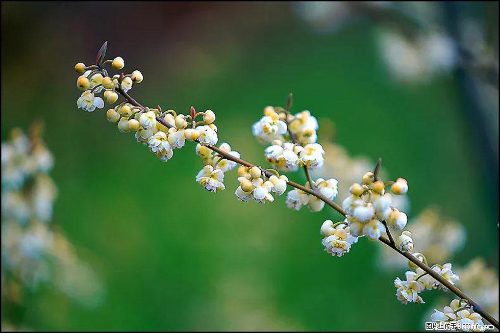 【春天，广西桂林灌阳县向您发出邀请！】米珠山前有片山苍子花在飘香 - 游山玩水 - 焦作生活社区 - 焦作28生活网 jiaozuo.28life.com