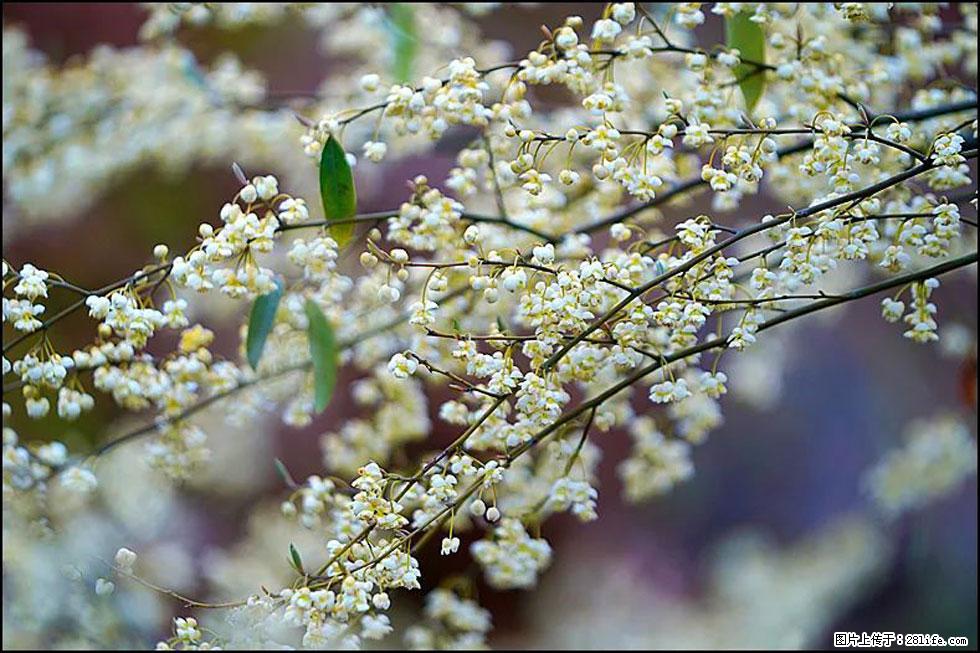 【春天，广西桂林灌阳县向您发出邀请！】米珠山前有片山苍子花在飘香 - 游山玩水 - 焦作生活社区 - 焦作28生活网 jiaozuo.28life.com