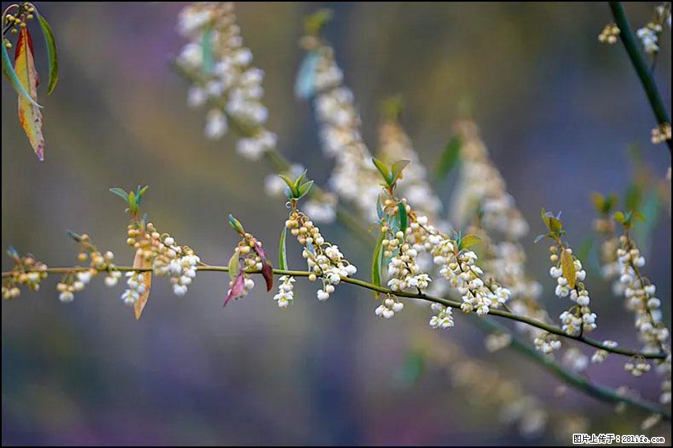 【春天，广西桂林灌阳县向您发出邀请！】米珠山前有片山苍子花在飘香 - 游山玩水 - 焦作生活社区 - 焦作28生活网 jiaozuo.28life.com