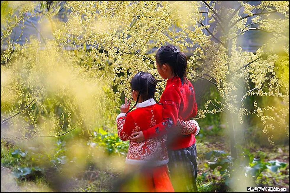 【春天，广西桂林灌阳县向您发出邀请！】米珠山前有片山苍子花在飘香 - 游山玩水 - 焦作生活社区 - 焦作28生活网 jiaozuo.28life.com