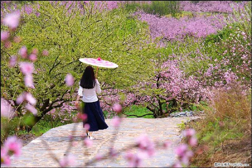 【春天,广西桂林灌阳县向您发出邀请!】官庄村有个醉美的桃花园 - 游山玩水 - 焦作生活社区 - 焦作28生活网 jiaozuo.28life.com