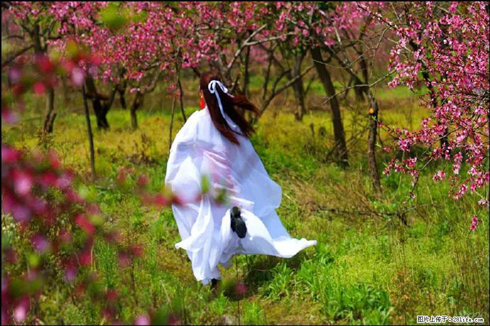 【春天,广西桂林灌阳县向您发出邀请!】官庄村有个醉美的桃花园 - 游山玩水 - 焦作生活社区 - 焦作28生活网 jiaozuo.28life.com