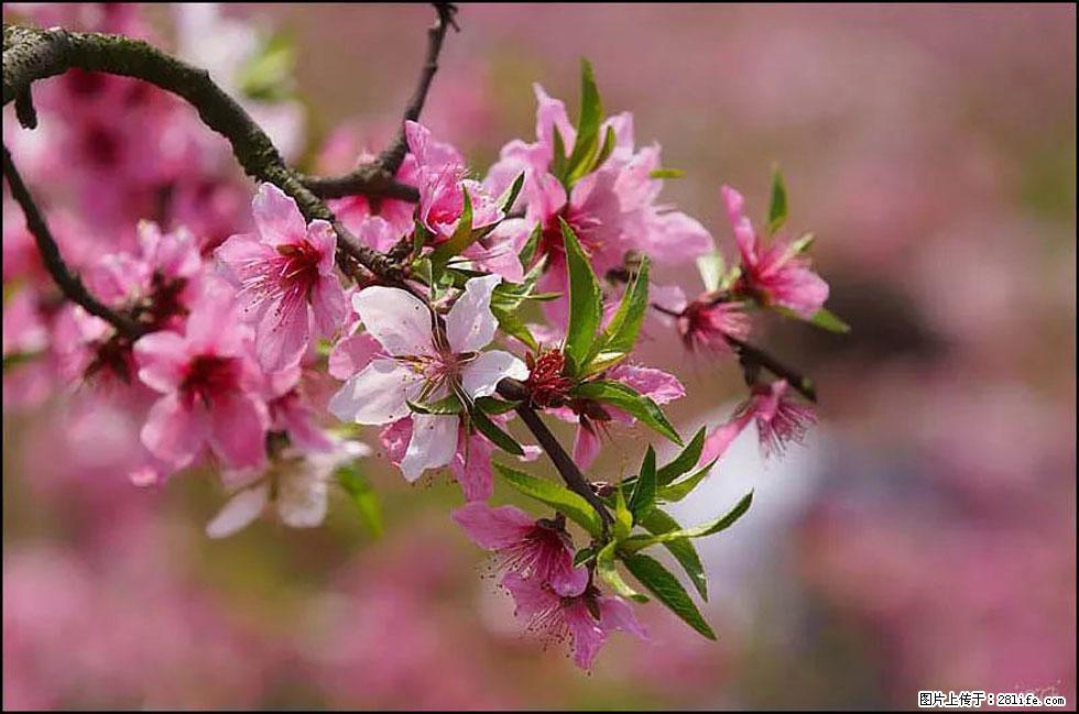 【春天,广西桂林灌阳县向您发出邀请!】官庄村有个醉美的桃花园 - 游山玩水 - 焦作生活社区 - 焦作28生活网 jiaozuo.28life.com