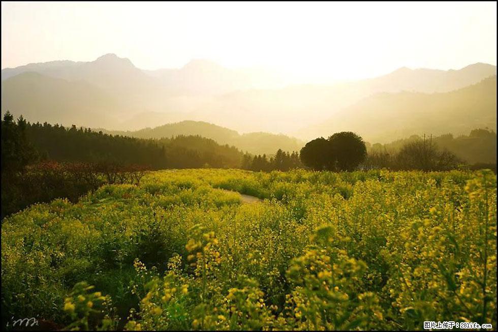 【春天，广西桂林灌阳县向您发出邀请！】长坪村油菜盛情花开 - 游山玩水 - 焦作生活社区 - 焦作28生活网 jiaozuo.28life.com