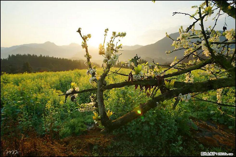 【春天，广西桂林灌阳县向您发出邀请！】长坪村油菜盛情花开 - 游山玩水 - 焦作生活社区 - 焦作28生活网 jiaozuo.28life.com