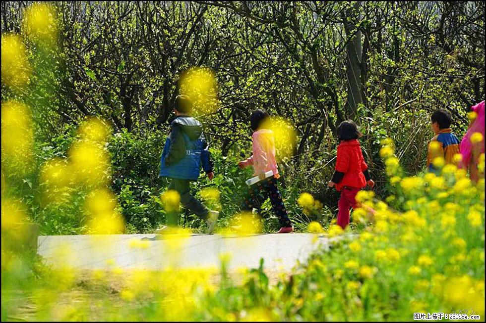 【春天，广西桂林灌阳县向您发出邀请！】长坪村油菜盛情花开 - 游山玩水 - 焦作生活社区 - 焦作28生活网 jiaozuo.28life.com