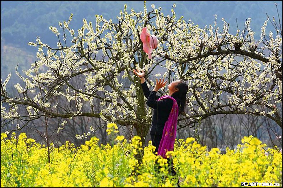 【春天，广西桂林灌阳县向您发出邀请！】长坪村油菜盛情花开 - 游山玩水 - 焦作生活社区 - 焦作28生活网 jiaozuo.28life.com