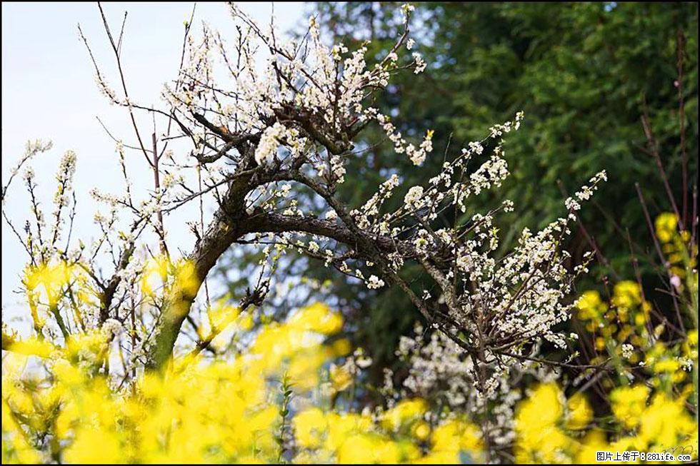 【春天，广西桂林灌阳县向您发出邀请！】长坪村油菜盛情花开 - 游山玩水 - 焦作生活社区 - 焦作28生活网 jiaozuo.28life.com