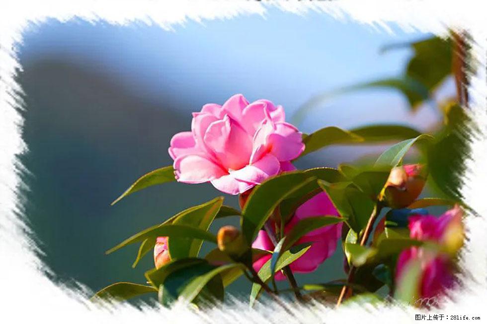 【春天，广西桂林灌阳县向您发出邀请！】杨柳井茶花惹人爱 - 游山玩水 - 焦作生活社区 - 焦作28生活网 jiaozuo.28life.com