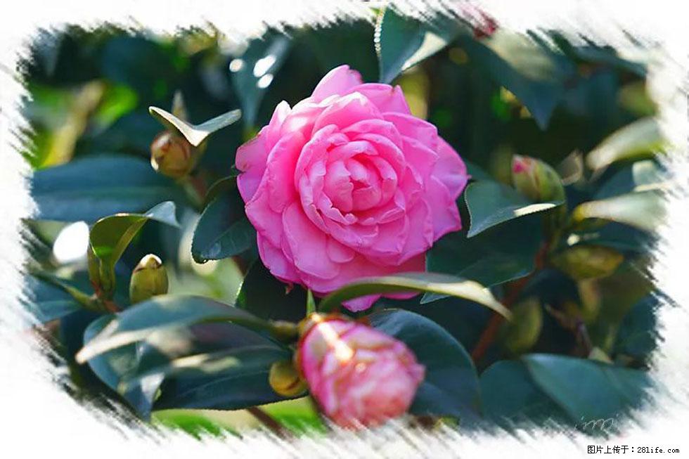 【春天，广西桂林灌阳县向您发出邀请！】杨柳井茶花惹人爱 - 游山玩水 - 焦作生活社区 - 焦作28生活网 jiaozuo.28life.com