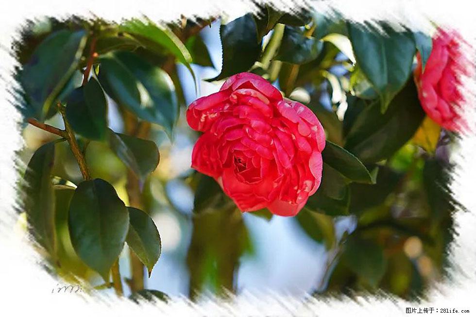 【春天，广西桂林灌阳县向您发出邀请！】杨柳井茶花惹人爱 - 游山玩水 - 焦作生活社区 - 焦作28生活网 jiaozuo.28life.com