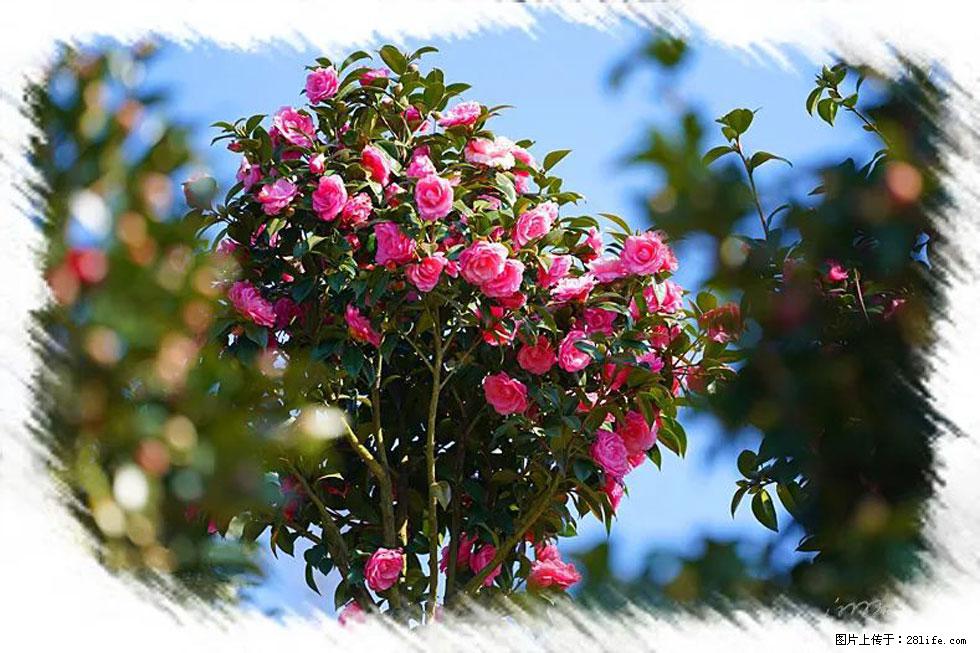 【春天，广西桂林灌阳县向您发出邀请！】杨柳井茶花惹人爱 - 游山玩水 - 焦作生活社区 - 焦作28生活网 jiaozuo.28life.com