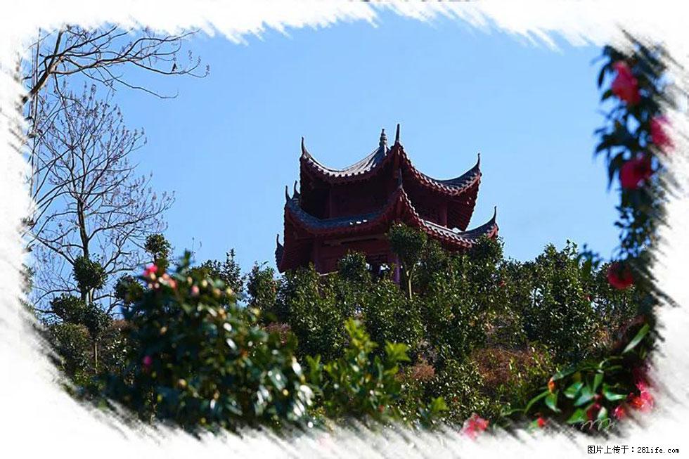 【春天，广西桂林灌阳县向您发出邀请！】杨柳井茶花惹人爱 - 游山玩水 - 焦作生活社区 - 焦作28生活网 jiaozuo.28life.com