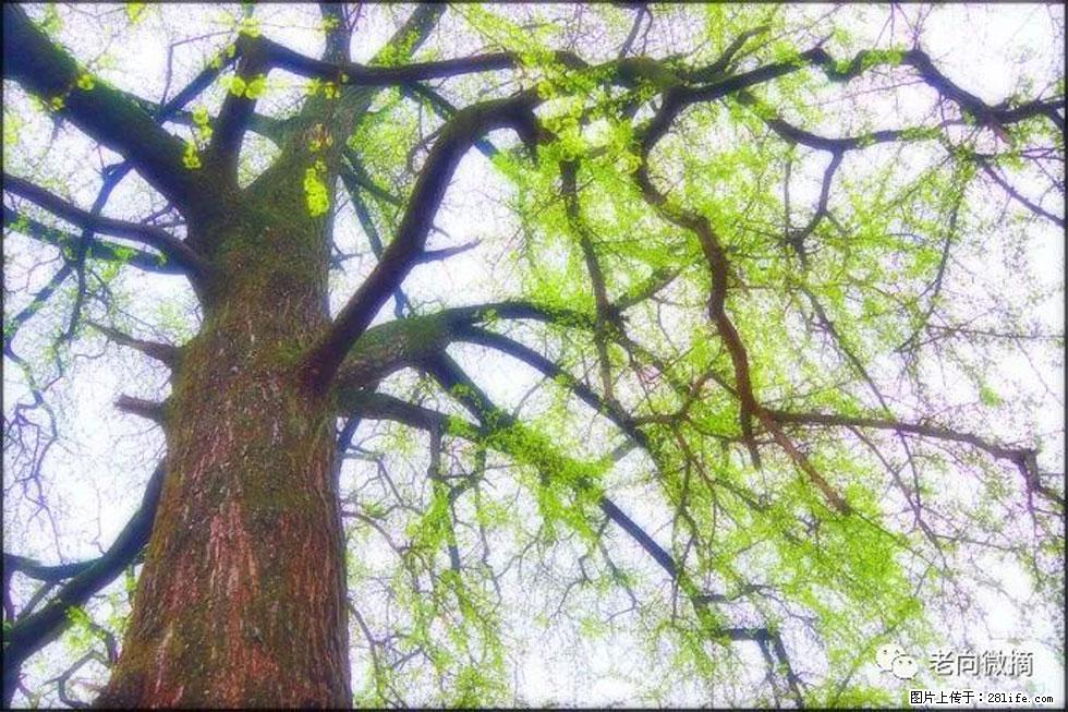 【春天,广西桂林灌阳县向您发出邀请!】在小龙村与春天约会 - 游山玩水 - 焦作生活社区 - 焦作28生活网 jiaozuo.28life.com