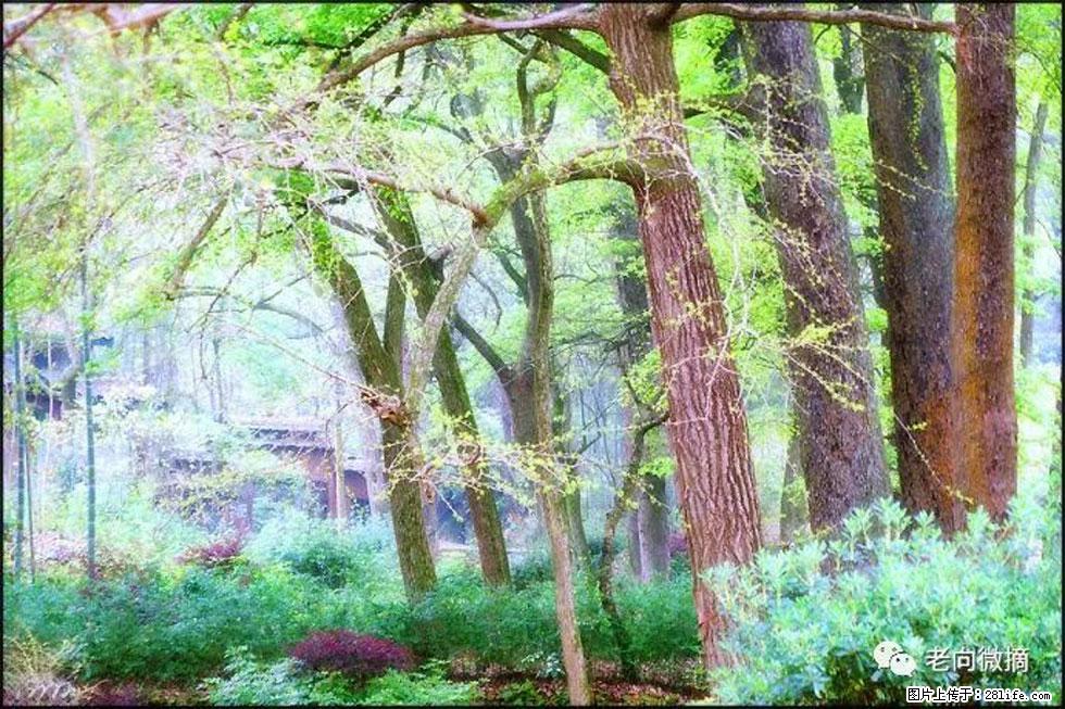 【春天,广西桂林灌阳县向您发出邀请!】在小龙村与春天约会 - 游山玩水 - 焦作生活社区 - 焦作28生活网 jiaozuo.28life.com