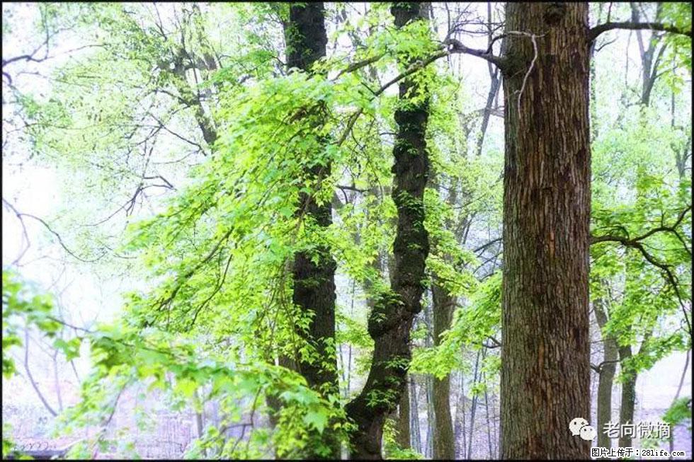 【春天,广西桂林灌阳县向您发出邀请!】在小龙村与春天约会 - 游山玩水 - 焦作生活社区 - 焦作28生活网 jiaozuo.28life.com