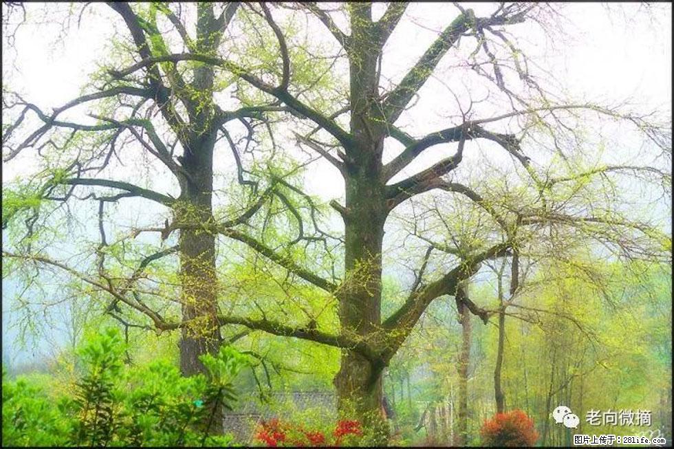 【春天,广西桂林灌阳县向您发出邀请!】在小龙村与春天约会 - 游山玩水 - 焦作生活社区 - 焦作28生活网 jiaozuo.28life.com