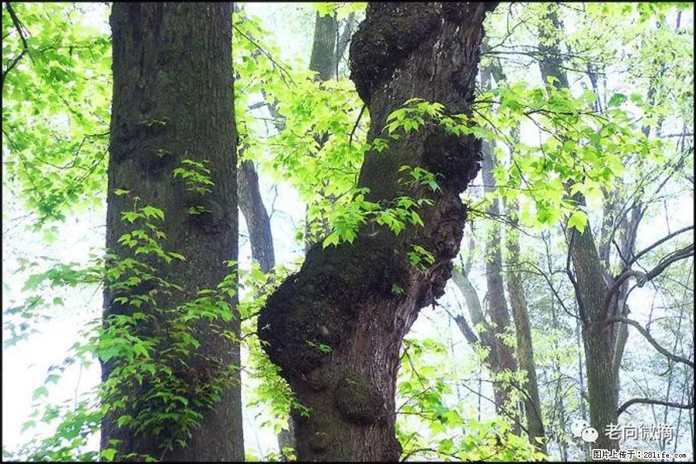 【春天,广西桂林灌阳县向您发出邀请!】在小龙村与春天约会 - 游山玩水 - 焦作生活社区 - 焦作28生活网 jiaozuo.28life.com