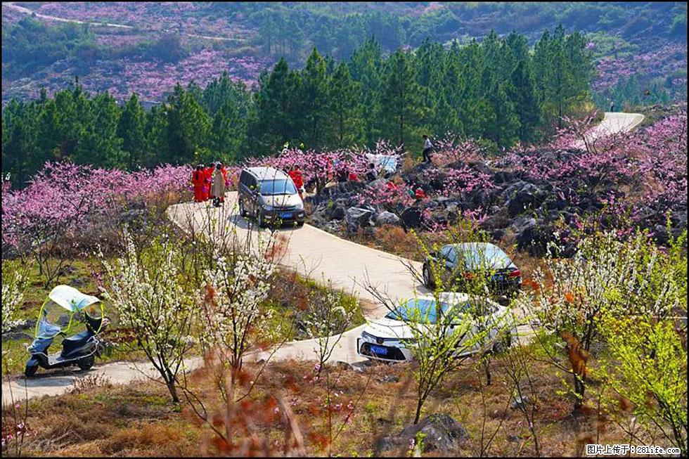 【春天,广西桂林灌阳县向您发出邀请!】望月岭上桃花开 - 游山玩水 - 焦作生活社区 - 焦作28生活网 jiaozuo.28life.com