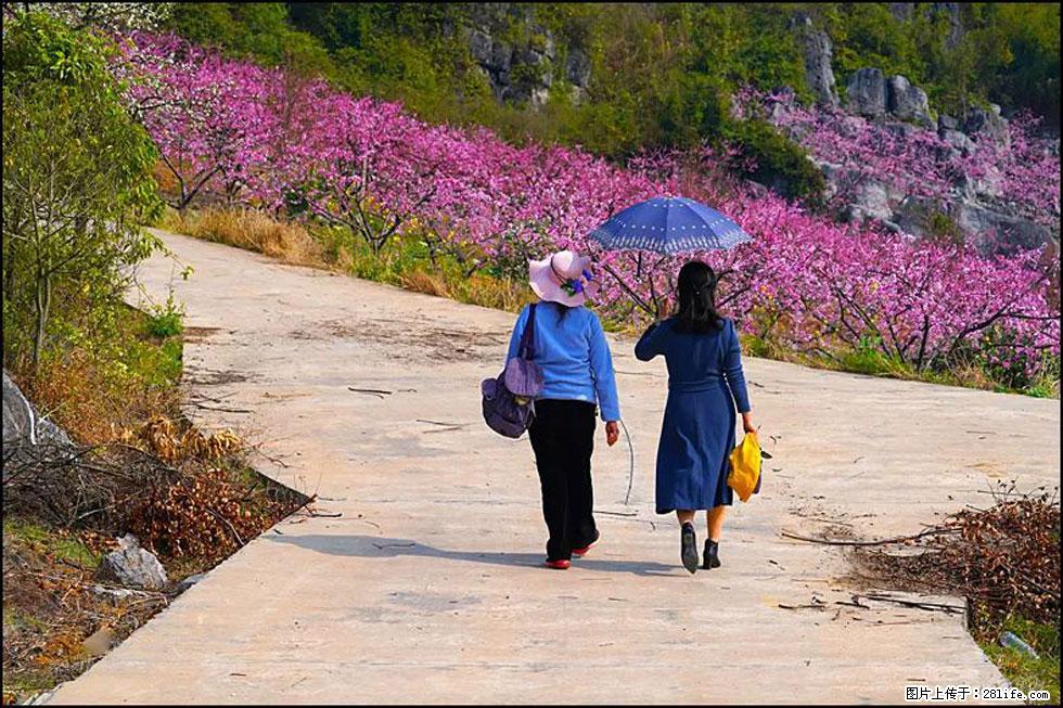 【春天,广西桂林灌阳县向您发出邀请!】望月岭上桃花开 - 游山玩水 - 焦作生活社区 - 焦作28生活网 jiaozuo.28life.com