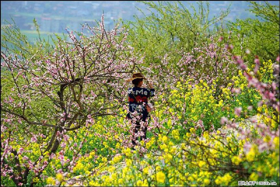 【春天,广西桂林灌阳县向您发出邀请!】望月岭上桃花开 - 游山玩水 - 焦作生活社区 - 焦作28生活网 jiaozuo.28life.com