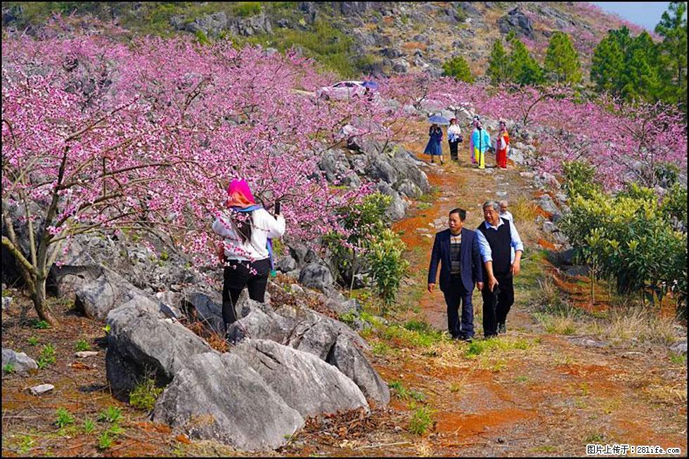 【春天,广西桂林灌阳县向您发出邀请!】望月岭上桃花开 - 游山玩水 - 焦作生活社区 - 焦作28生活网 jiaozuo.28life.com