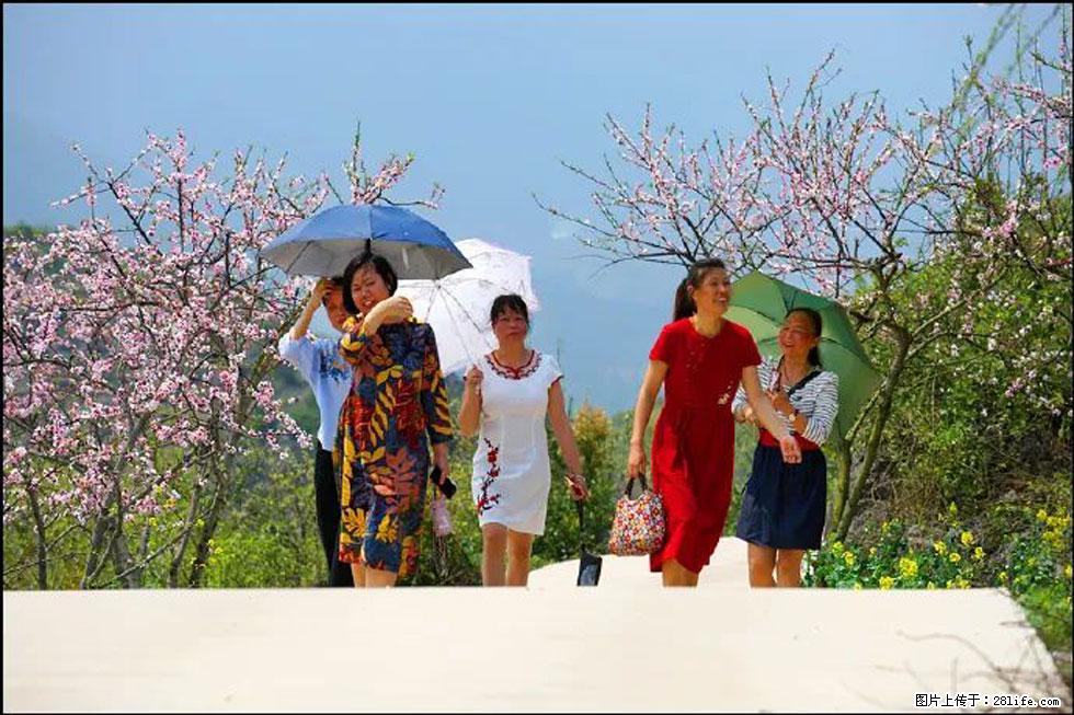 【春天,广西桂林灌阳县向您发出邀请!】望月岭上桃花开 - 游山玩水 - 焦作生活社区 - 焦作28生活网 jiaozuo.28life.com