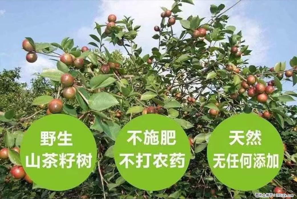 【灌阳县油茶产业示范区】一个有着充实的精神生活的人,对待身外之物自会有一种淡泊的态度 - 美食天地 - 焦作生活社区 - 焦作28生活网 jiaozuo.28life.com