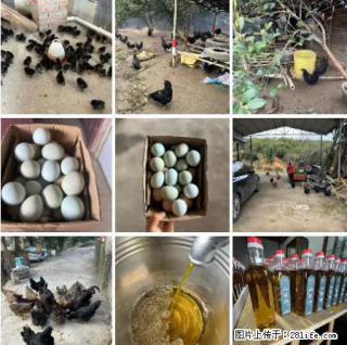 油茶园从小鸡仔开始养起的纯土鸡、土鸡蛋可以预定啦！还有前几天刚榨的纯山茶油哦 - 焦作28生活网 jiaozuo.28life.com