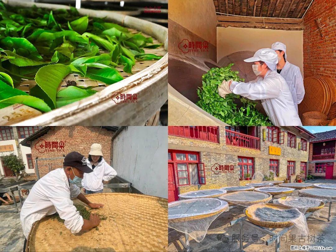 时间果百年古树龙珠普洱生茶 - 购物交流 - 焦作生活社区 - 焦作28生活网 jiaozuo.28life.com