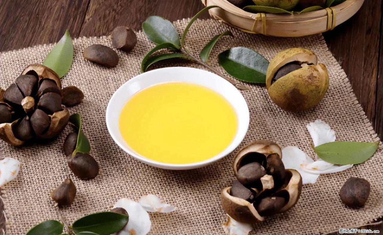 揭秘茶油的5大核心营养成分!被称为人体健康的“守护盾”! - 焦作生活资讯 - 焦作28生活网 jiaozuo.28life.com